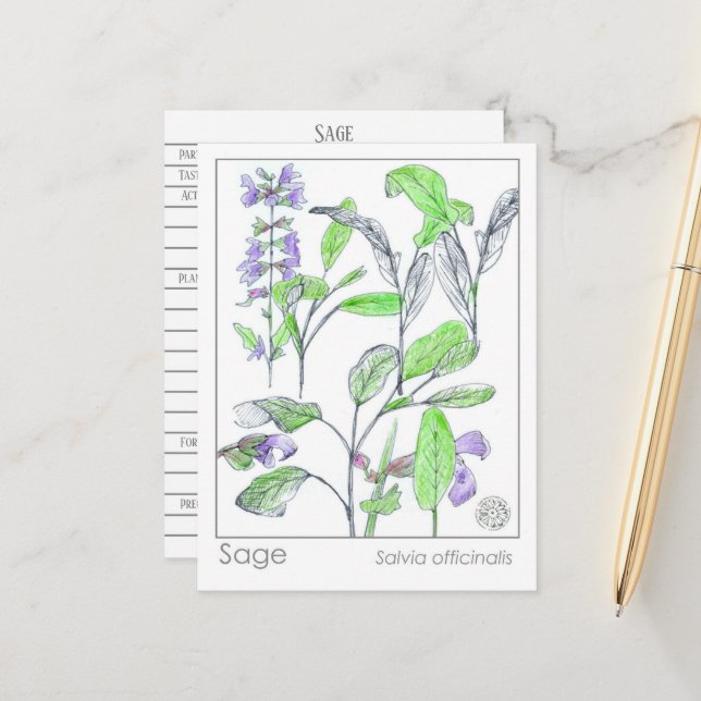 Sage Herb Materia Medica Cartes Plantes d'étude de (Devant/Arrière en situation)