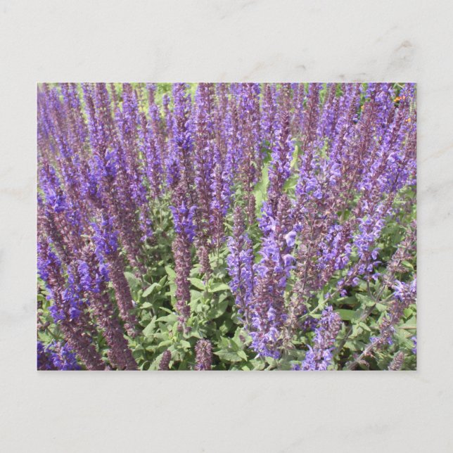 Sage Salvia Nemorosa Ostfriesland Postkarte (Vorderseite)