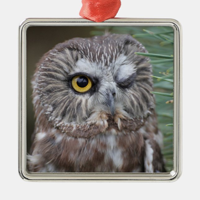 Säge-whet Eule Ornament Aus Metall (Vorne)