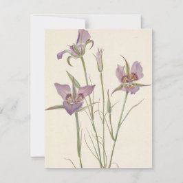 Sagebrush Mariposa von Mary Vaux Walcott Mitteilungskarte