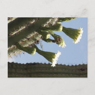 Saguaro Blooms Postkarte