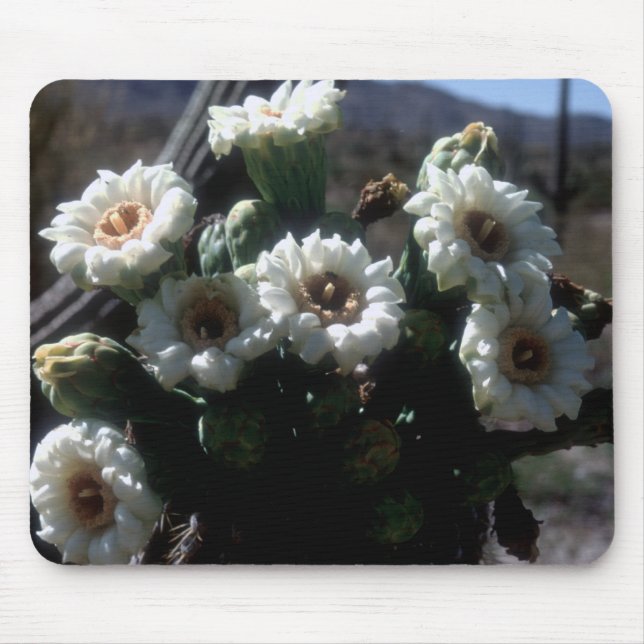 Saguaro Blossoms Mousepad (Vorne)