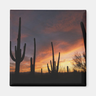 Saguaro cacti, Carnegiea gigantea, nach Magnet