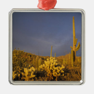 saguaro cacti, Carnegiea gigantea und teddy Silbernes Ornament