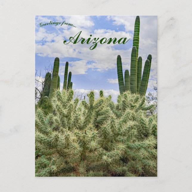 Saguaro Cacti in Tucson Arizona Postkarte (Vorderseite)