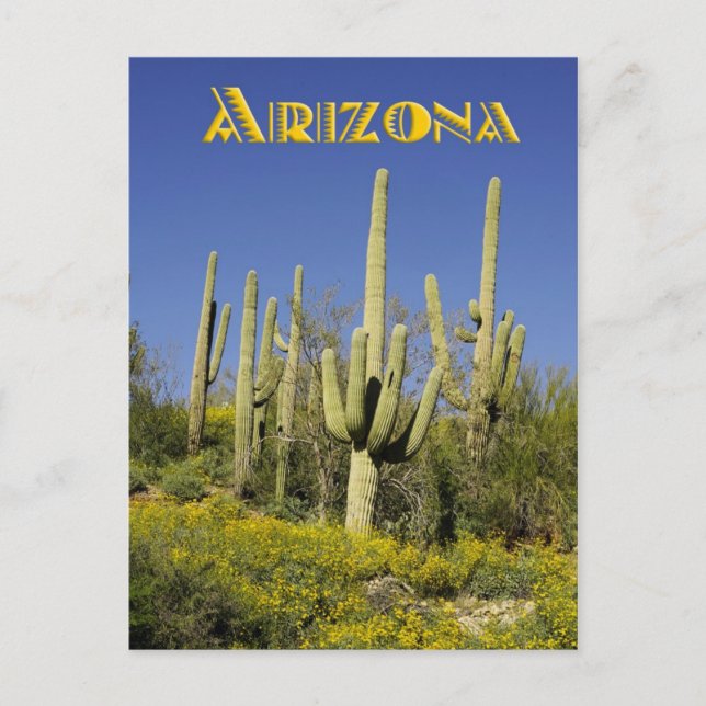 Saguaro cacti und gelbe Wildblumen, Arizona Postkarte (Vorderseite)