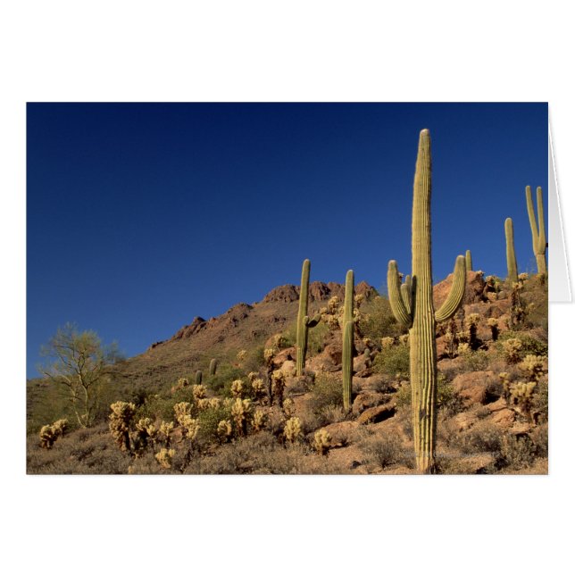 Saguaro cacti und Tucson Mountains, Tucson (Vorderseite (Horizontal))