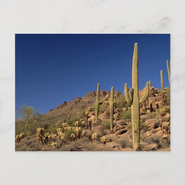 Saguaro cacti und Tucson Mountains, Tucson Postkarte (Vorderseite)