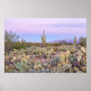 Saguaro Cacti Wüste Landschaft Poster