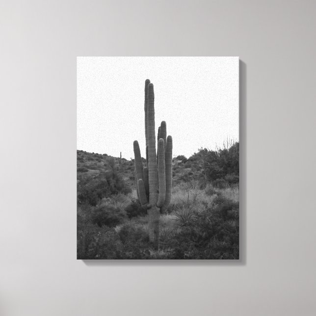 Saguaro Cactus 16x20 Leinwanddruck (Vorderseite)
