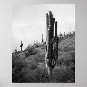 Saguaro Cactus 16x20 Poster