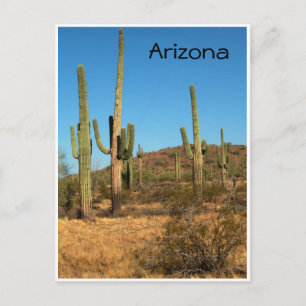 Saguaro cactus, Arizona - carte postale