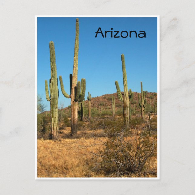 Saguaro cactus, Arizona - carte postale (Devant)