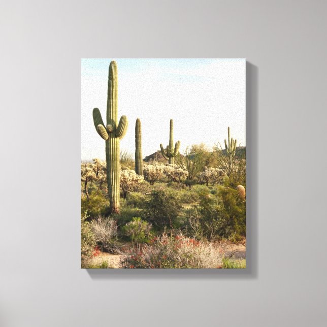 Saguaro Cactus, Arizona, USA Leinwanddruck (Vorderseite)