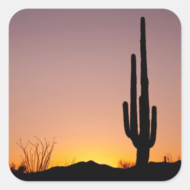 Saguaro Cactus at Sunset Quadratischer Aufkleber (Vorderseite)