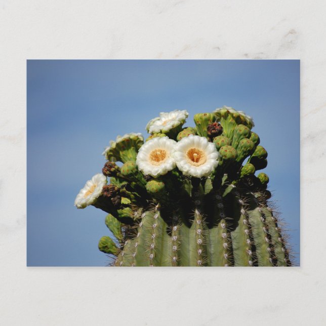 Saguaro Cactus Blossoms Postkarte (Vorderseite)