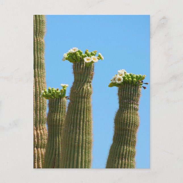 Saguaro Cactus Blossoms Postkarte (Vorderseite)