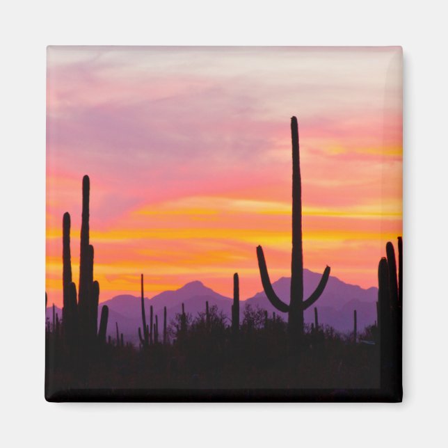 Saguaro Cactus Forest at Sunset Magnet (Vorne)