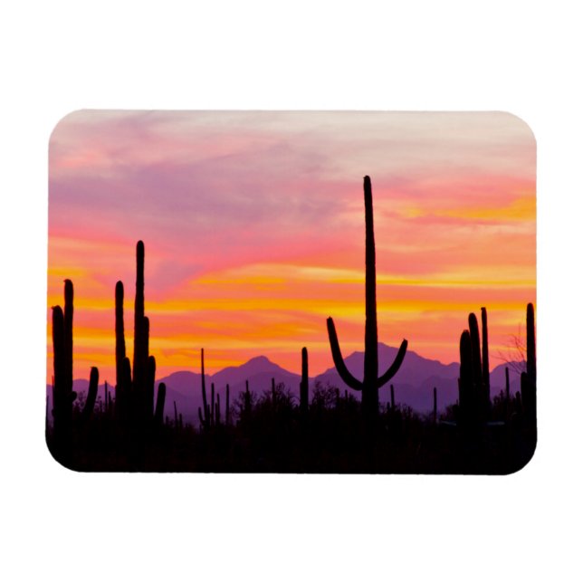 Saguaro Cactus Forest at Sunset Magnet (Horizontal)