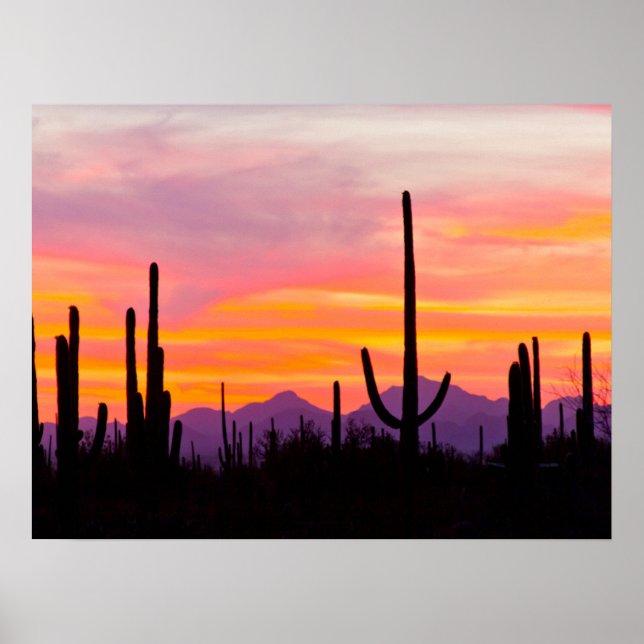 Saguaro Cactus Forest at Sunset Poster (Vorne)