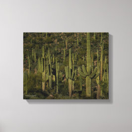 Saguaro Cactus Forest Sonoran Desert Arizona Leinwanddruck