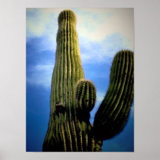 Saguaro Cactus High  Postcard Poster