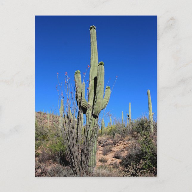 Saguaro Cactus no 1 Postkarte (Vorderseite)