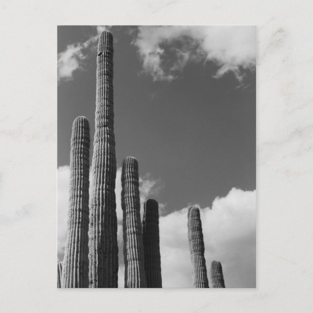 Saguaro Cactus Pipes Desert B&W Foto Postkarte (Vorderseite)