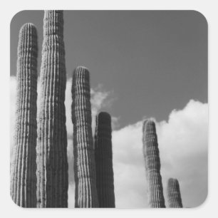 Saguaro Cactus Pipes Wüste Custom Aufkleber Decks