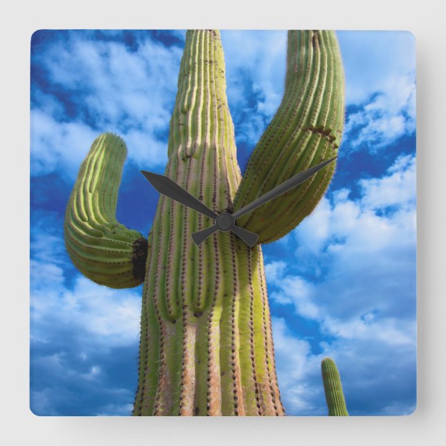 Saguaro cactus portrait, Arizona Quadratische Wanduhr (Vorderseite)