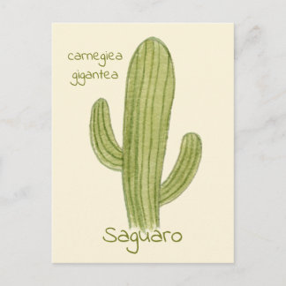 Saguaro Cactus postcard. Postkarte