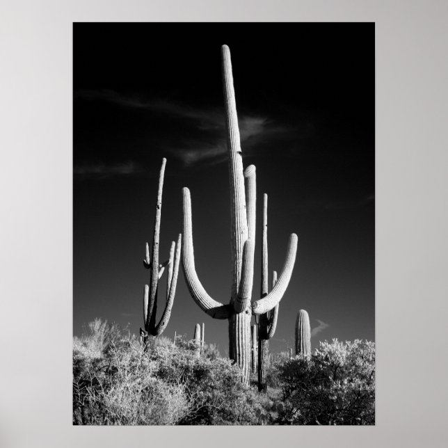 Saguaro Cactus Poster (Vorne)