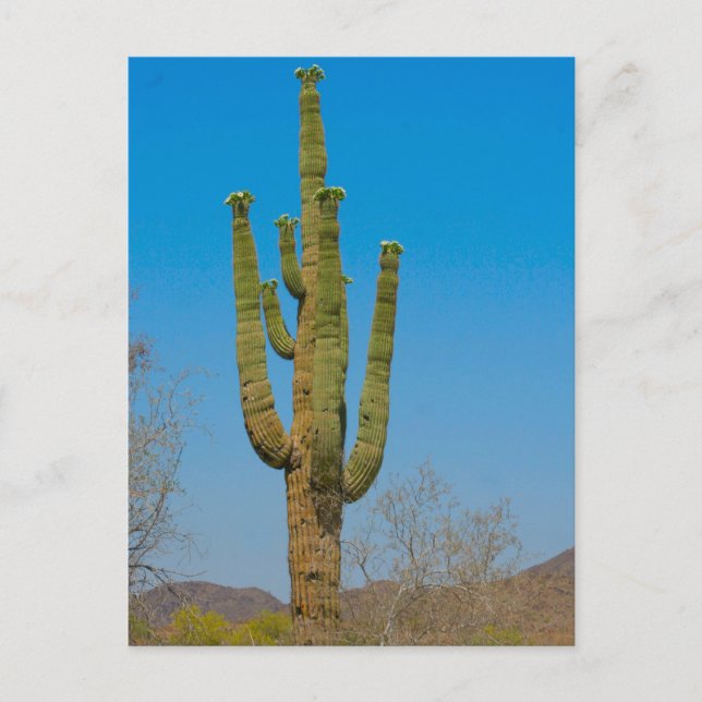 Saguaro Cactus Postkarte (Vorderseite)