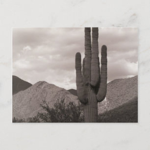 Saguaro Cactus Sonoran Desert B&W Foto Postkarte