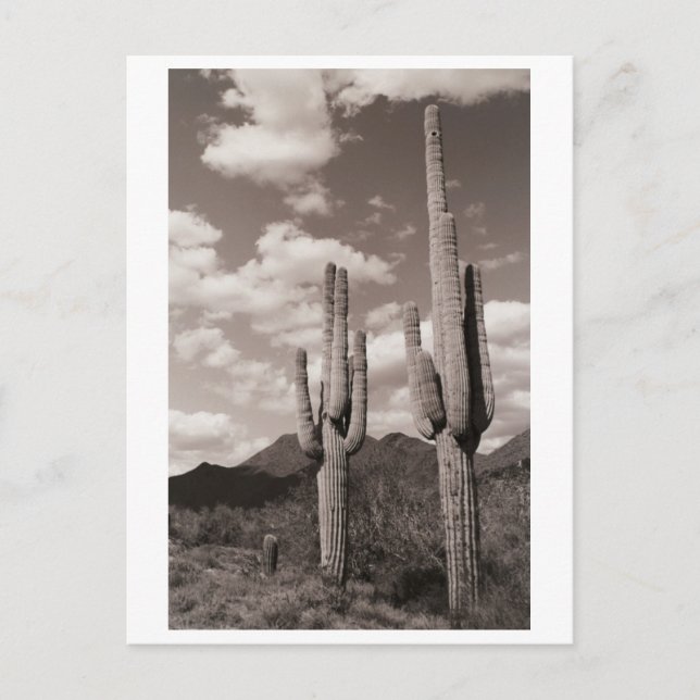 Saguaro Cactus Sonoran Desert B&W Foto Postkarten (Vorderseite)