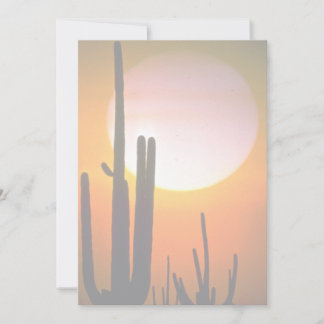 Saguaro cactus, Sonoran Desert, Wüste