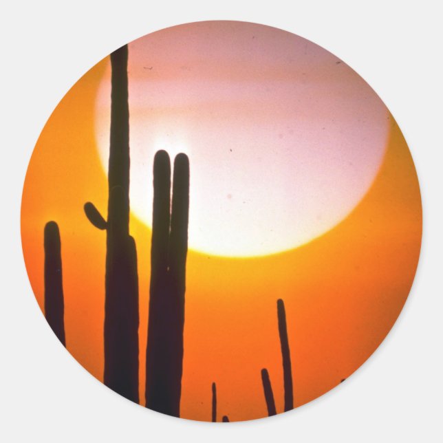 Saguaro cactus, Sonoran Desert, Wüste Runder Aufkleber (Vorderseite)
