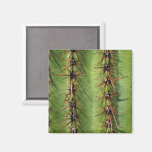 Saguaro Cactus Spines Nah-up, Saguaro Ntl. Park Magnet