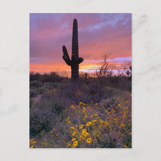 Saguaro Cactus Sunset No1 Postkarte (Vorderseite)