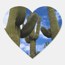 Saguaro Cactus Trio / Blue Sky / Umschlag Aufklebe