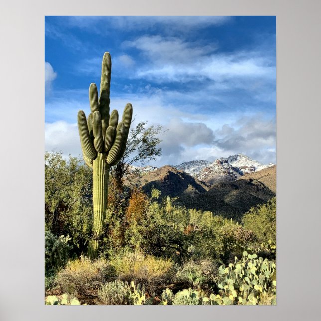 Saguaro Cactus Winter Arizona Foto Poster (Vorne)