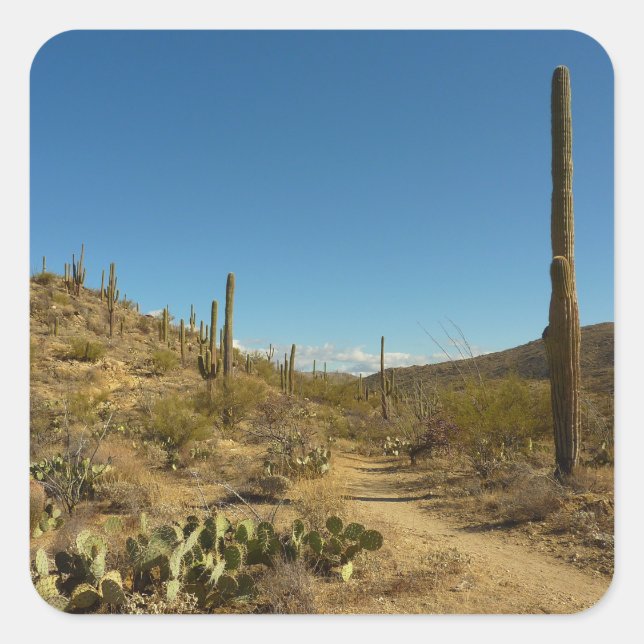 Saguaro-Carillo-Pfad im Saguaro-Nationalpark Quadratischer Aufkleber (Vorderseite)