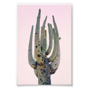 Saguaro Cutout   FOTO