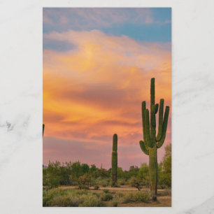 Saguaro Desert Life