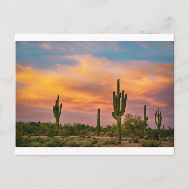 Saguaro Desert Life Postkarte (Vorderseite)