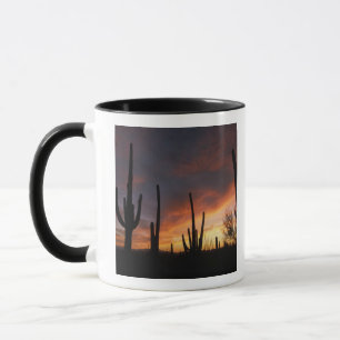 Saguaro-Kakteen, Carnegiea gigantea, danach Tasse