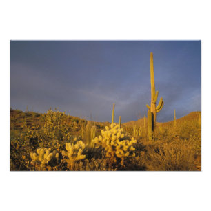 Saguaro-Kakteen, Carnegiea gigantea und Teddy Fotodruck
