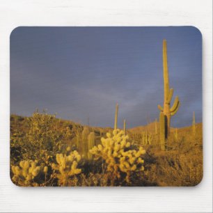Saguaro-Kakteen, Carnegiea gigantea und Teddy Mousepad