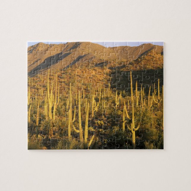 Saguaro-Kakteen im Nationalpark Saguaro (Horizontal)