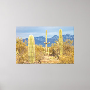 Saguaro-Kakteen in Wüstenlandschaft Leinwanddruck